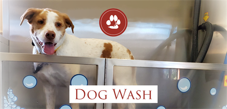 Dirty Paws Dog Wash