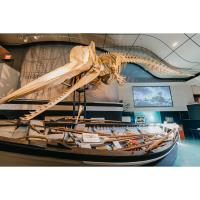 Whaling Museum reopens February 1 Museum Interpretive Programming Returns and Food for Thought Lecture Series Launches