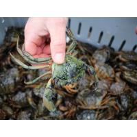 The Maria Mitchell Association, Nantucket Land Council, and Sustainable Nantucket to Host the Third Annual Nantucket Green Crab Week