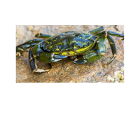 Nantucket Maria Mitchell Association’s Fourth Annual Green  Crab Week 2023  