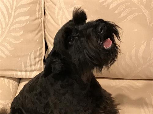 We love our pets We love our pets