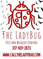 The LadyBug Pest & Wildlife Control