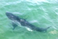 White Sharks and Whales Expedition