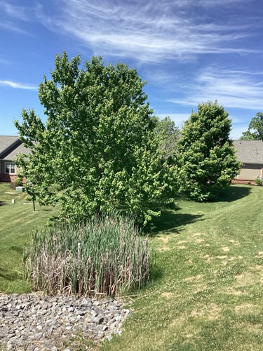 Pet Friendly Spacious Area