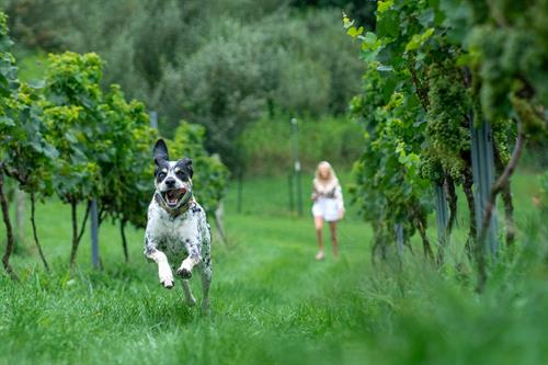 Gallery Image dog_running.jpg