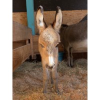 The Northwest Washington Fair Wraps Up Another Successful  Year with Animals, Fair Food, Entertainment, and More