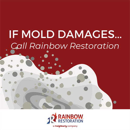 Mold Damage Restoration professionals