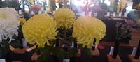 69th Annual Long Island Chrysanthemum Show @ Starkie Bros Garden Center, Free To Attend, 11/2 & 11/3/2024