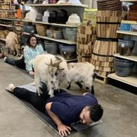 Goat Yoga