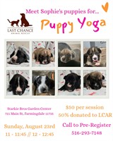 Puppy Yoga at Starkie Bros