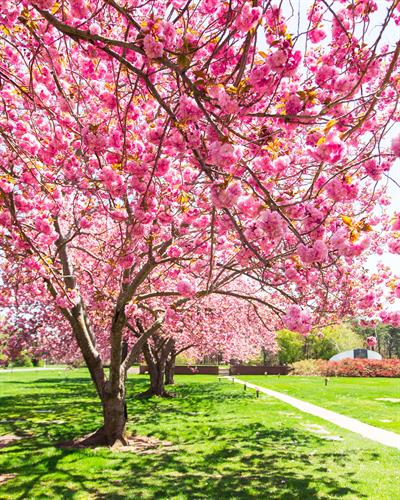 Garden of Psalms Cherry Blossoms