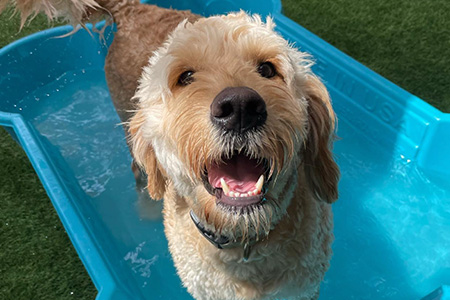 Pool day