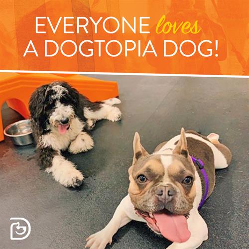 everyone loves a Dogtopian dog