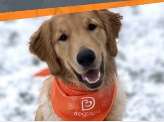Dogtopia Bandana