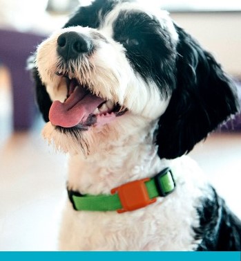 Dash fitness monitor for dogs