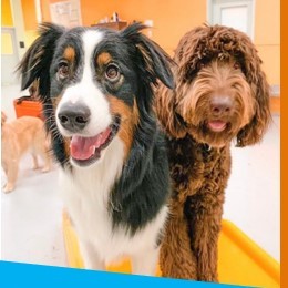 Pups on play equipment