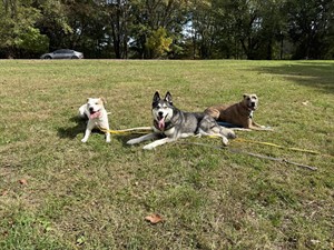 Pivotal Dog Training 
