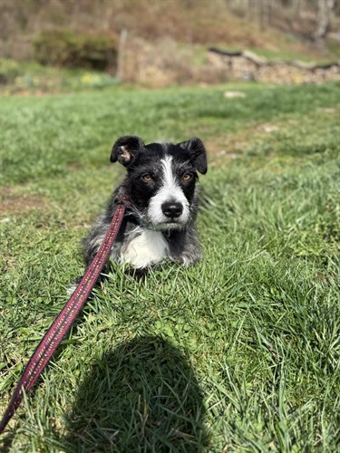 Gallery Image leash-training-wexford.jpg