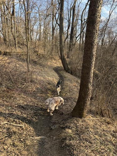 Gallery Image off-leash-training-pittsburgh.jpg