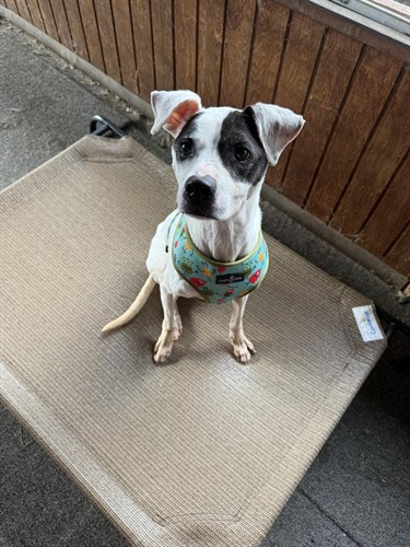Gallery Image puppy-trainer-wexford.jpg