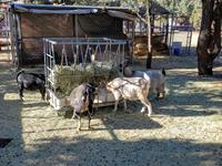 Tour of Grateful Heart Animal Sanctuary