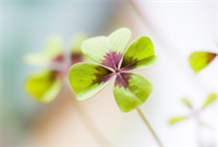 Luck of the Pines Hike