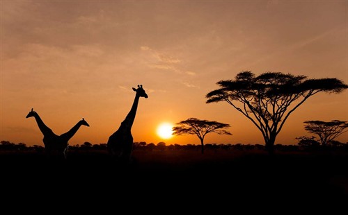 Kenya Safari