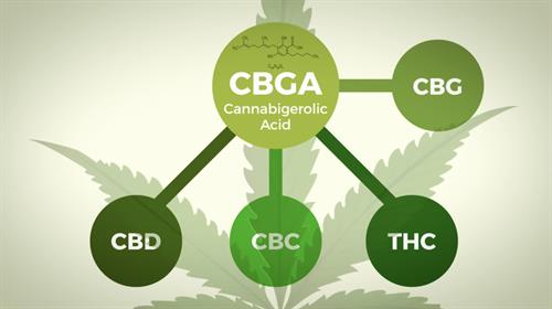 CBG (the mother of over 150 cannabinoids know to date!)