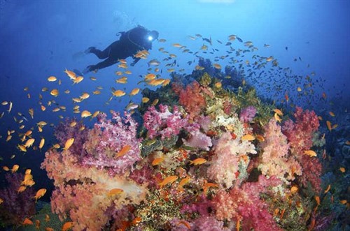 Fiji Travel