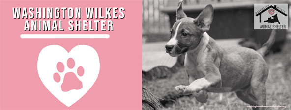 Washington Wilkes Animal Shelter