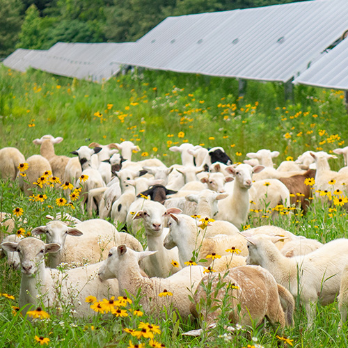 Silicon Ranch Jackson Solar Farm - Sheep Grazing