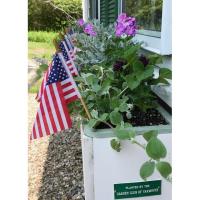 Learn about Rain Gardens