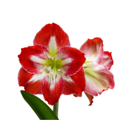 Amaryllis and Paper White Bulb Sale