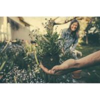 Coffee and Mother Earth: Low Maintenance Gardens, with Priscilla Husband 