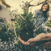 Annual Fall Bulb Sale To Benefit The Yarmouth Port Library