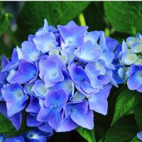 Cape Cod Hydrangea Fest