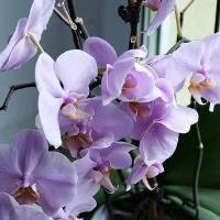 Cape & Islands Orchid Show "Orchid Passion"