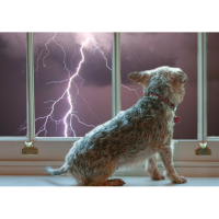 Storm Sheltering With Your Pet