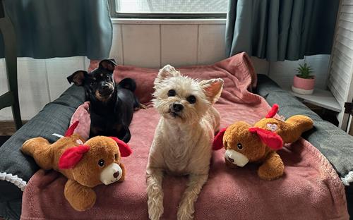 Our Emotional Support Animals: Beauregard & Vito