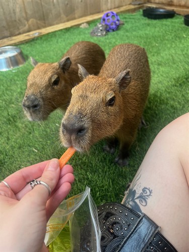Gallery Image Capybaras.jpeg