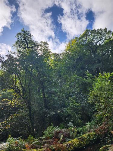 Ancient Woodland, much of which is Atlantic Rainforest