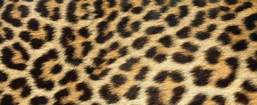 Leopard Print Ltd