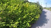 The invasive species Japanese knotweed