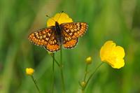 Marsh fritillary butterfly, image courtesy of Amy Lewis