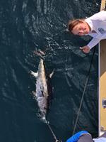 History made off Falmouth with UK’s First Bluefin Tuna Catch and Release Tournament - News Release: 04/10/2024