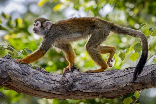 Gallery Image 2_David-Wagner_Phoenix-Zoo_12-JAN-2022_Squirrel-Monkey_MG_2436-Edit_(2)_(2)_resize_-_Copy.jpg