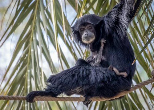 Gallery Image David-Wagner_Phoenix-Zoo_23-DEC-2021_Siamang-with-Baby_H6A9616-Edit-Edit_(1)_-_Copy.jpg