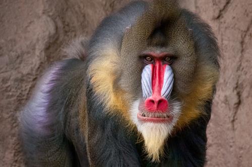 Gallery Image David_Wagner-Phoenix_Zoo-Jax_Mandrill-IMG_9139-Edit-hires_USE_-_Copy.jpg