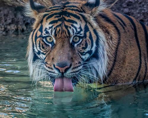 Gallery Image David_Wagner-Phoenix_Zoo-Tiger_Closeup-_Y4A1382-Edit.jpg