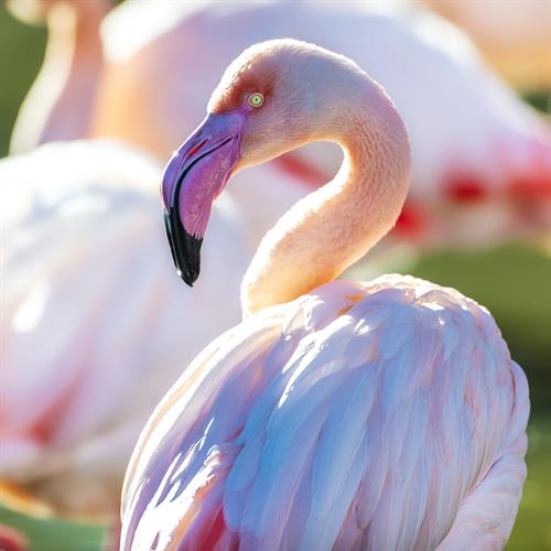 Gallery Image Greater_Flamingo_-_Copy.JPG